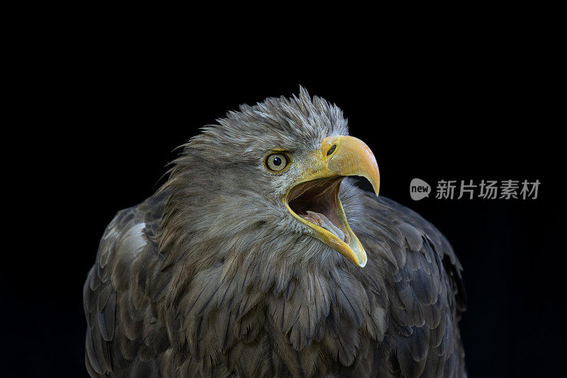 白尾鹰(Haliaeetus albicilla)